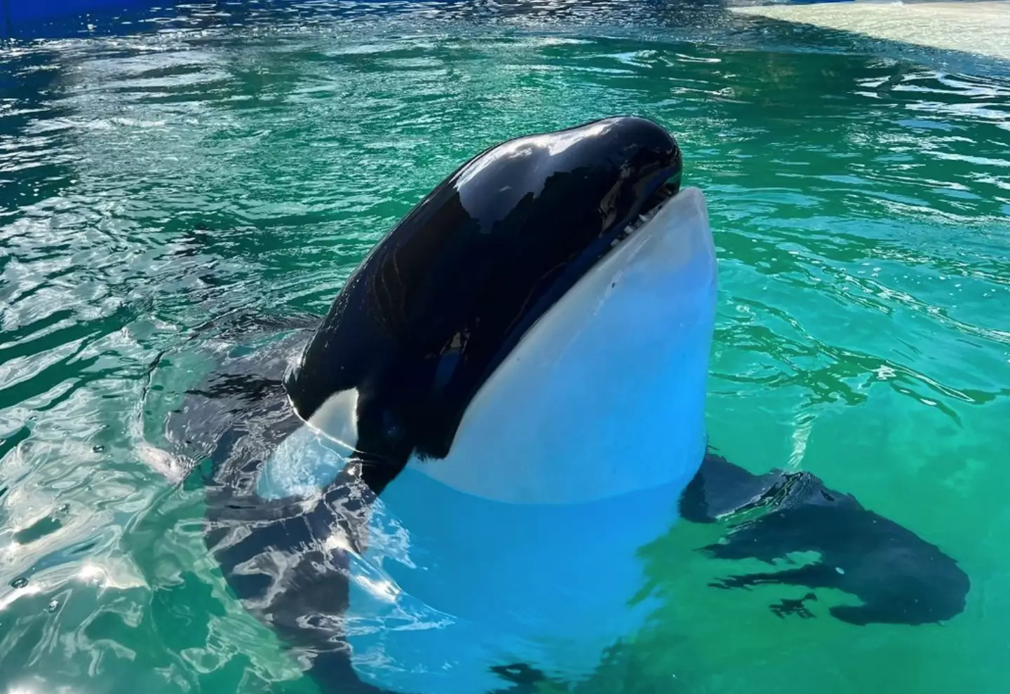 Lolita the orca has died aged 57.