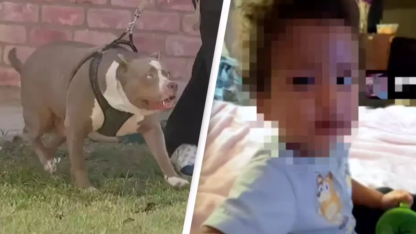 13-year-old's heroic act to try and save baby from horrific pit bull attack after they chewed through door