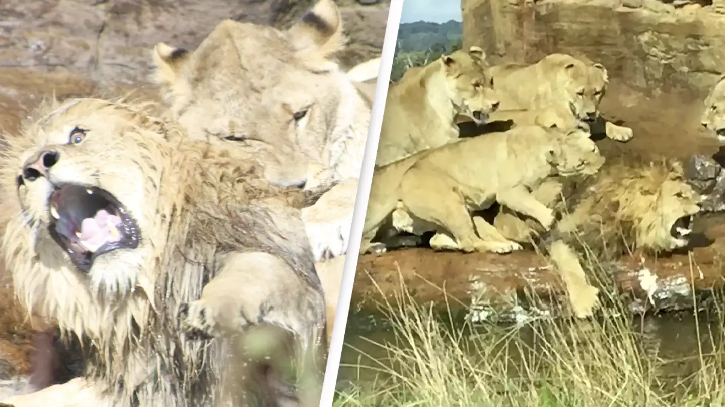 Pride of lionesses attack male in front of shocked tourists