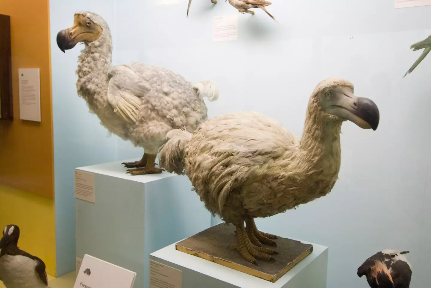 This is what the dodo is believed to have looked like. (Alamy)