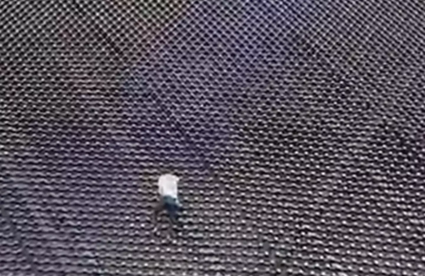 Maison Des Champs has scaled buildings across the US.