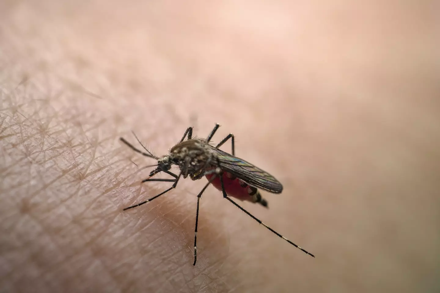 Chikungunya is transmitted from mosquitoes (Getty Stock Photo)