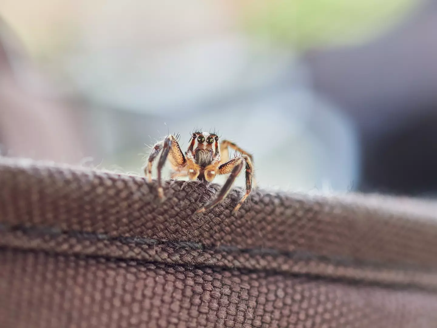 Do you kill spiders when they come into your home? (Getty stock photo)