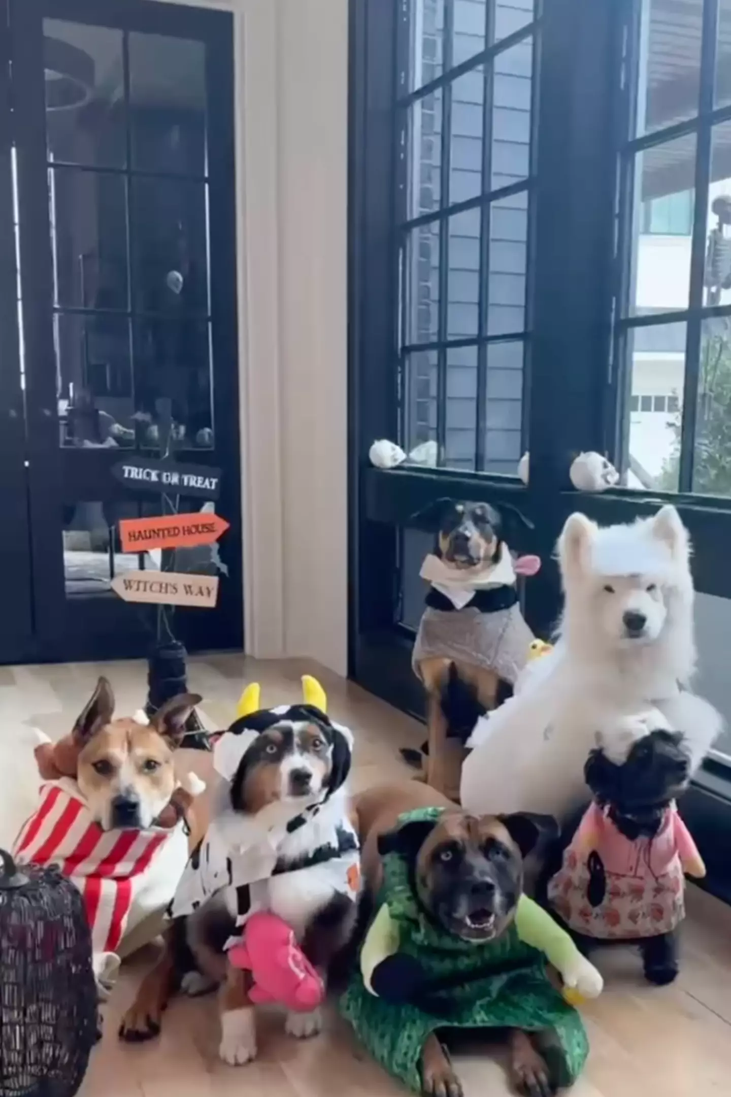 After moving out of LA, Ariel now concentrates on cooking and raising six dogs (Instagram/@arielwinter)