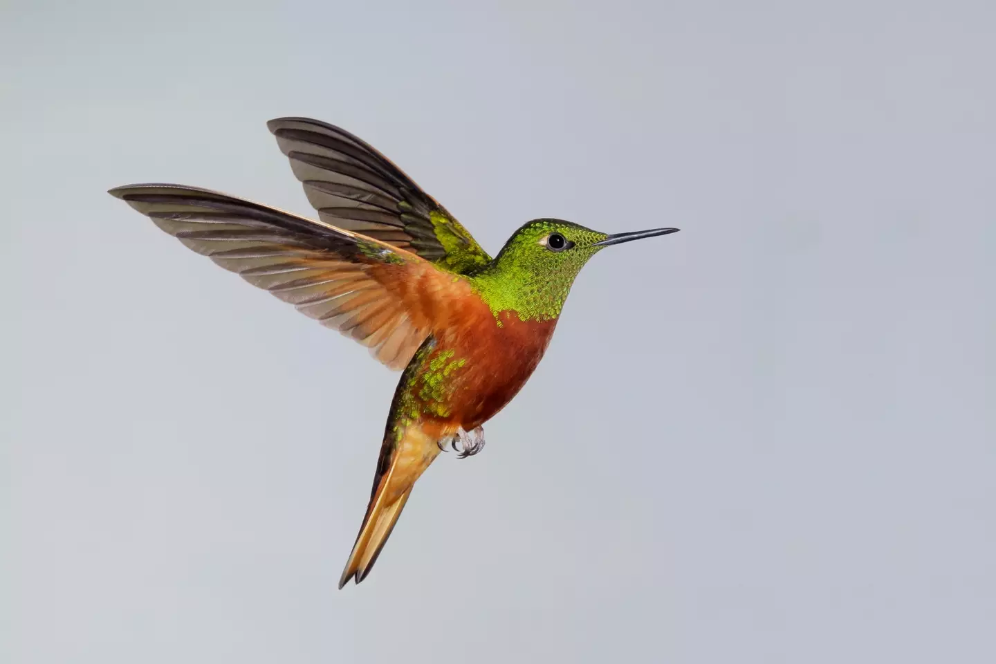 Hummingbird is one of those that will be renamed.