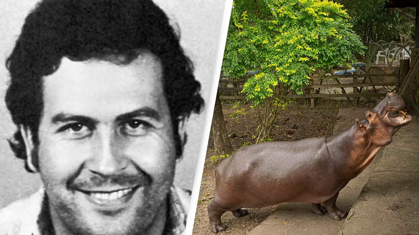 Vet explains how difficult it is to take action against Pablo Escobar's rampant cocaine hippos
