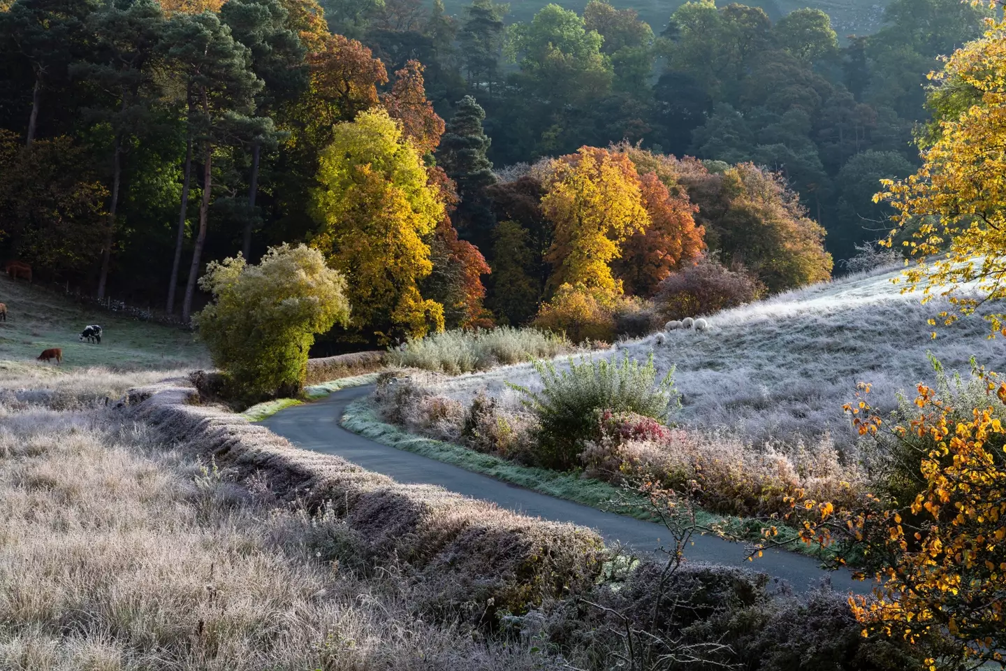Frosty lane (Alamy)