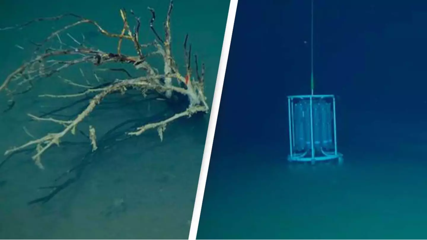 'Death pool' at bottom of the ocean instantly kills everything that enters it