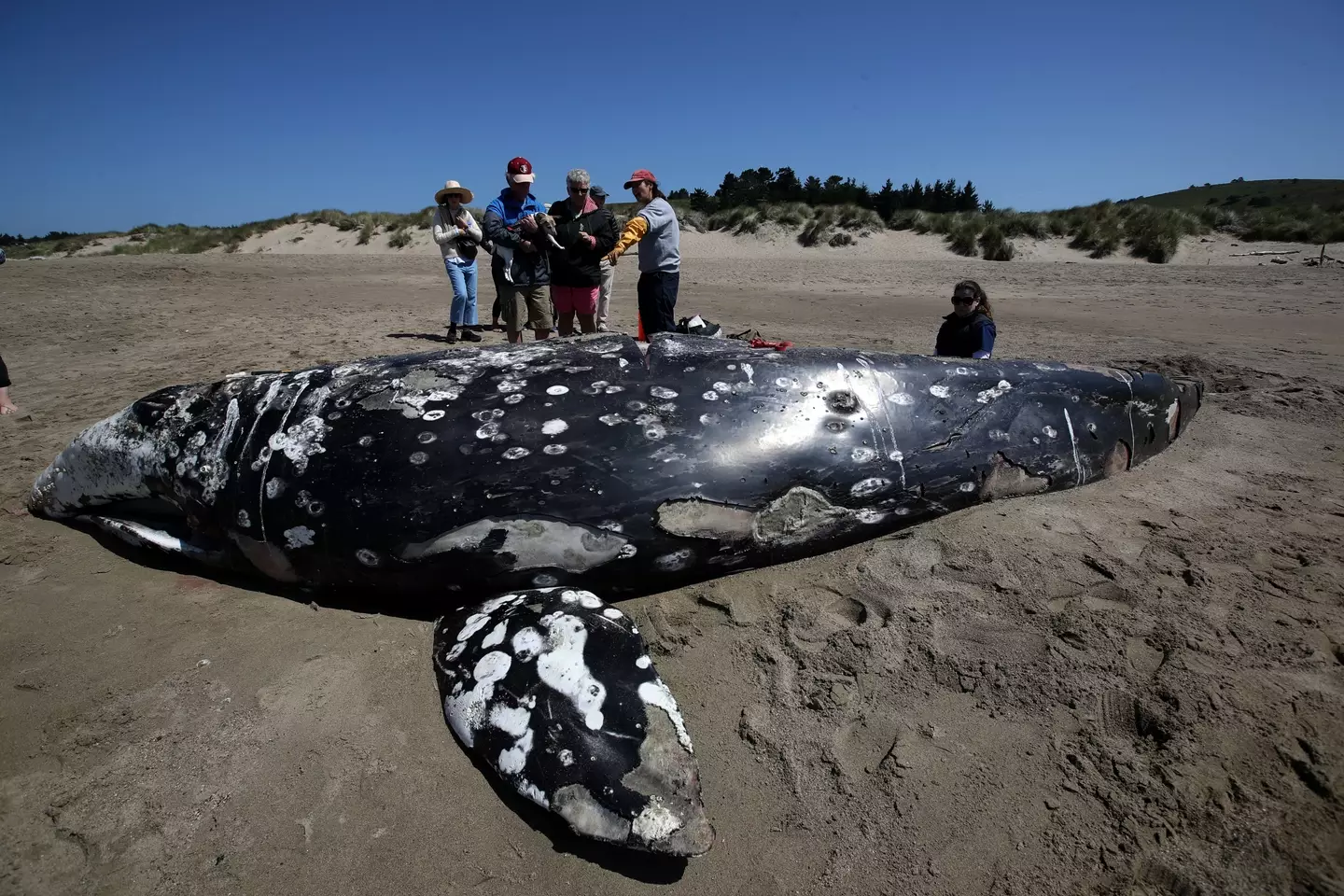 A gray whale washed up on shore.