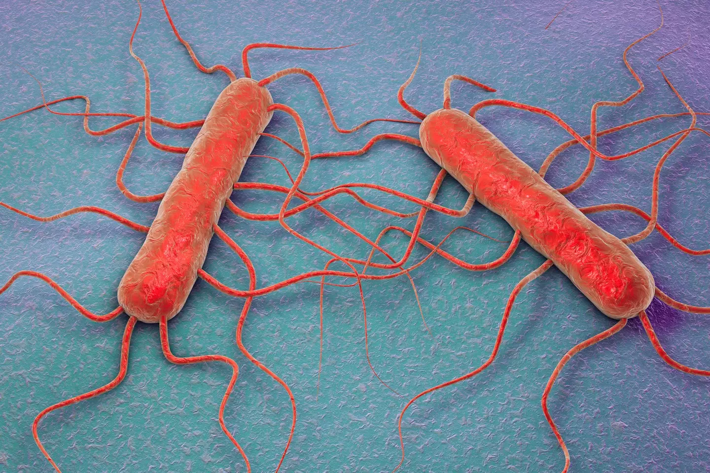 The listeria bacteria can cause illness or even death (Getty Stock Images)