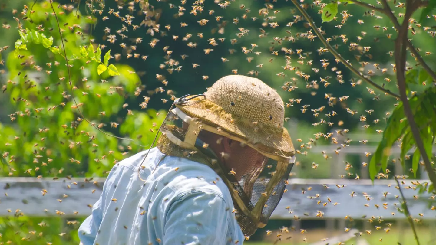 Universal Images Group via Getty Images