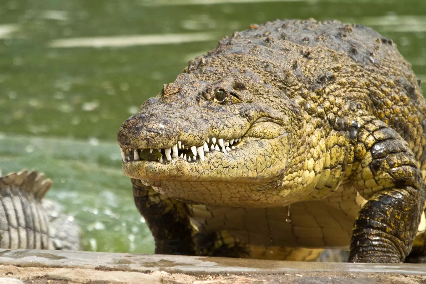 A crocodile kept alone in captivity for 16 years was able to lay eggs with fully formed foetuses inside.