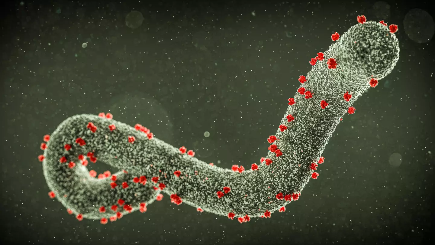 An illustration of the Marbug virus (Getty Stock Image)