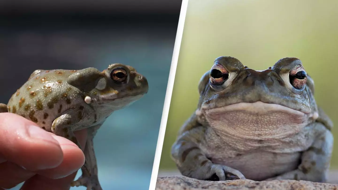 People are licking this toad and the National Parks Service has asked everyone to stop
