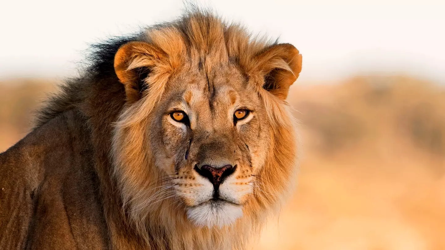 What TikTok’s viral ‘lion’ meme really means and what it says about ‘anxious’ Gen Z