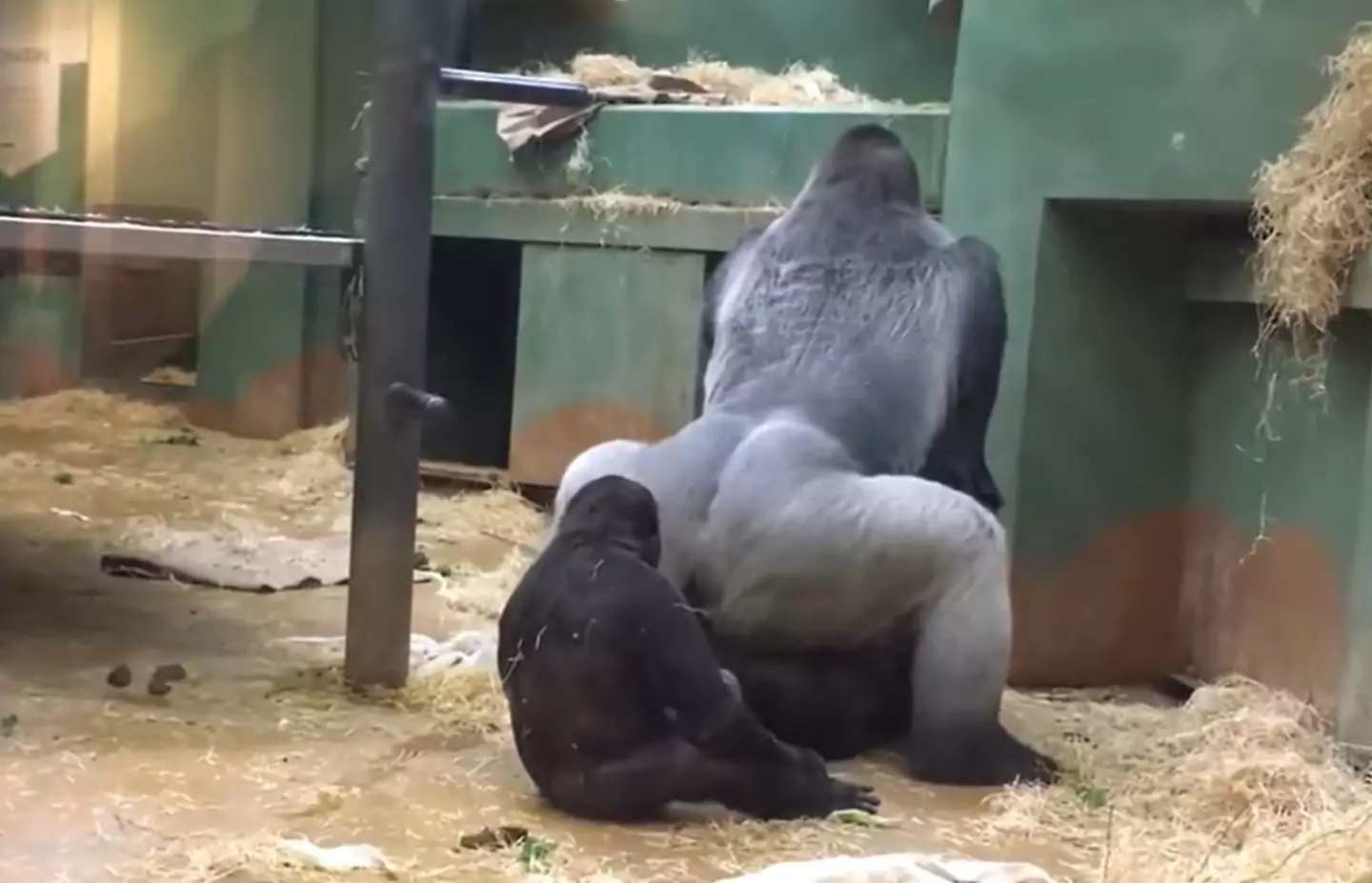 Two gorillas started mating at the zoo, and a third got very close to watch.