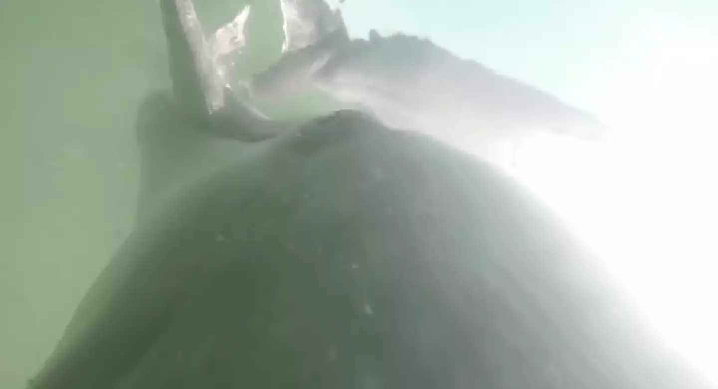 The dolphin catching its prey in the GoPro footage.