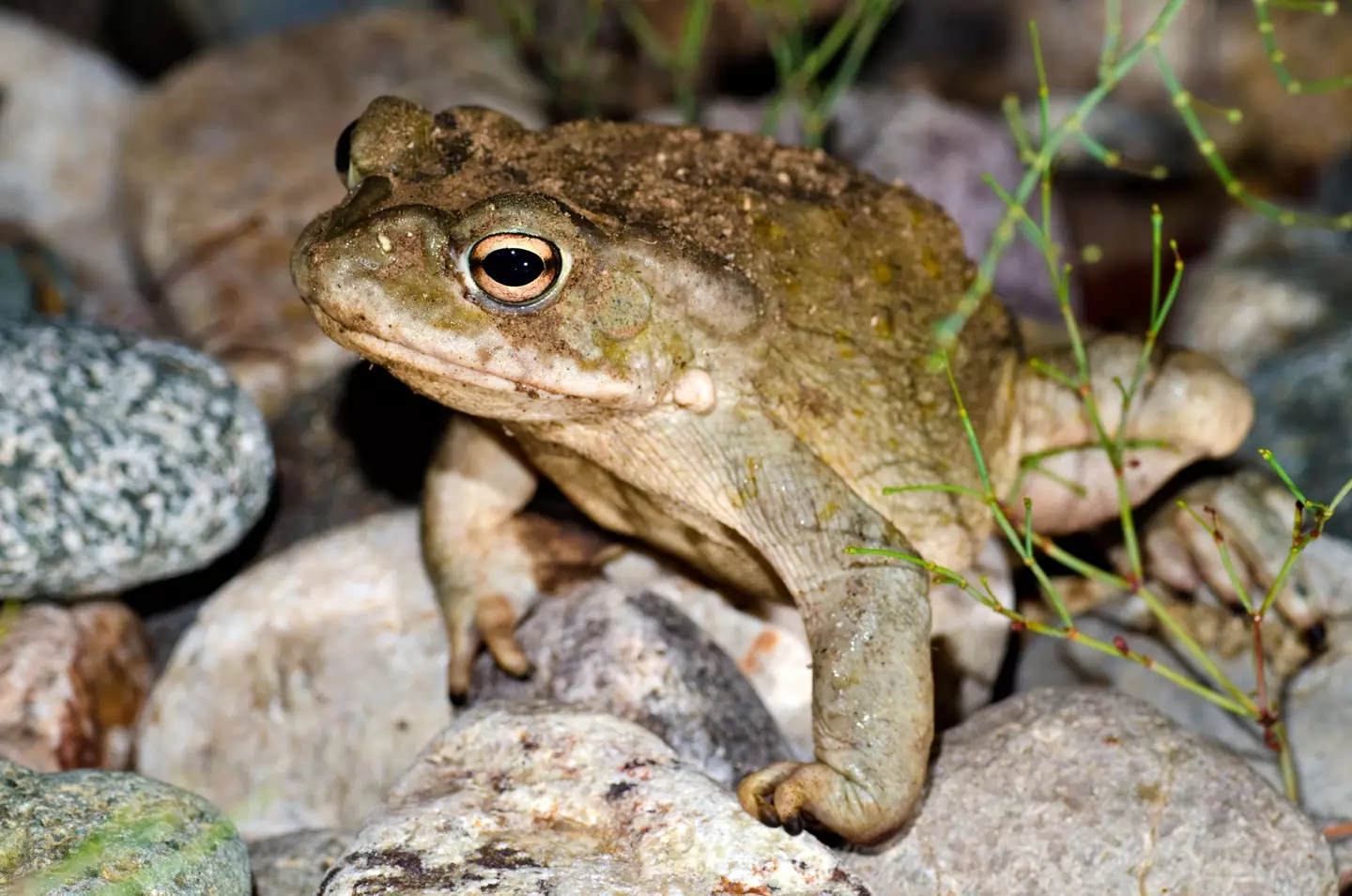 Don't lick this fella - or any toads for that matter.