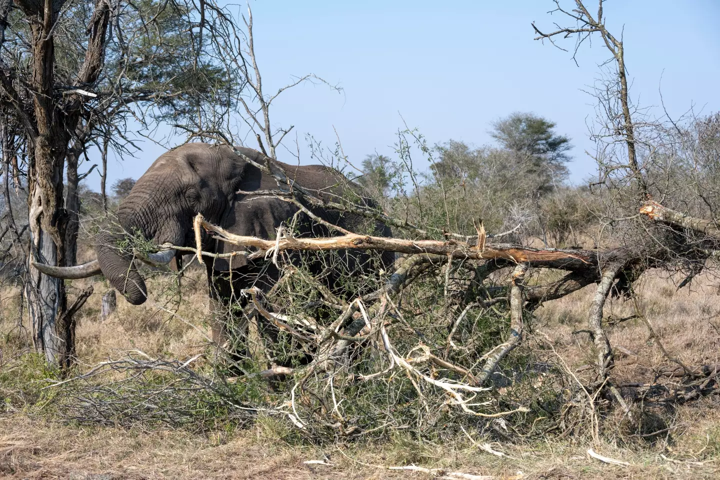 Elephants get nutrients from trees and their roots.