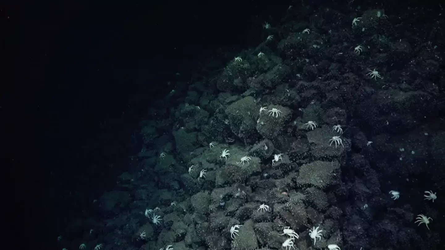 Scientists found a huge population of squat crabs in the area.