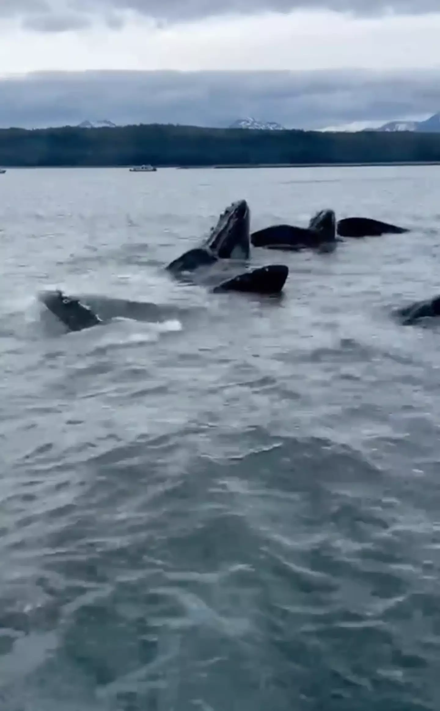 Cruise passengers could be heard ‘freaking out’ as the whales breached the surface.