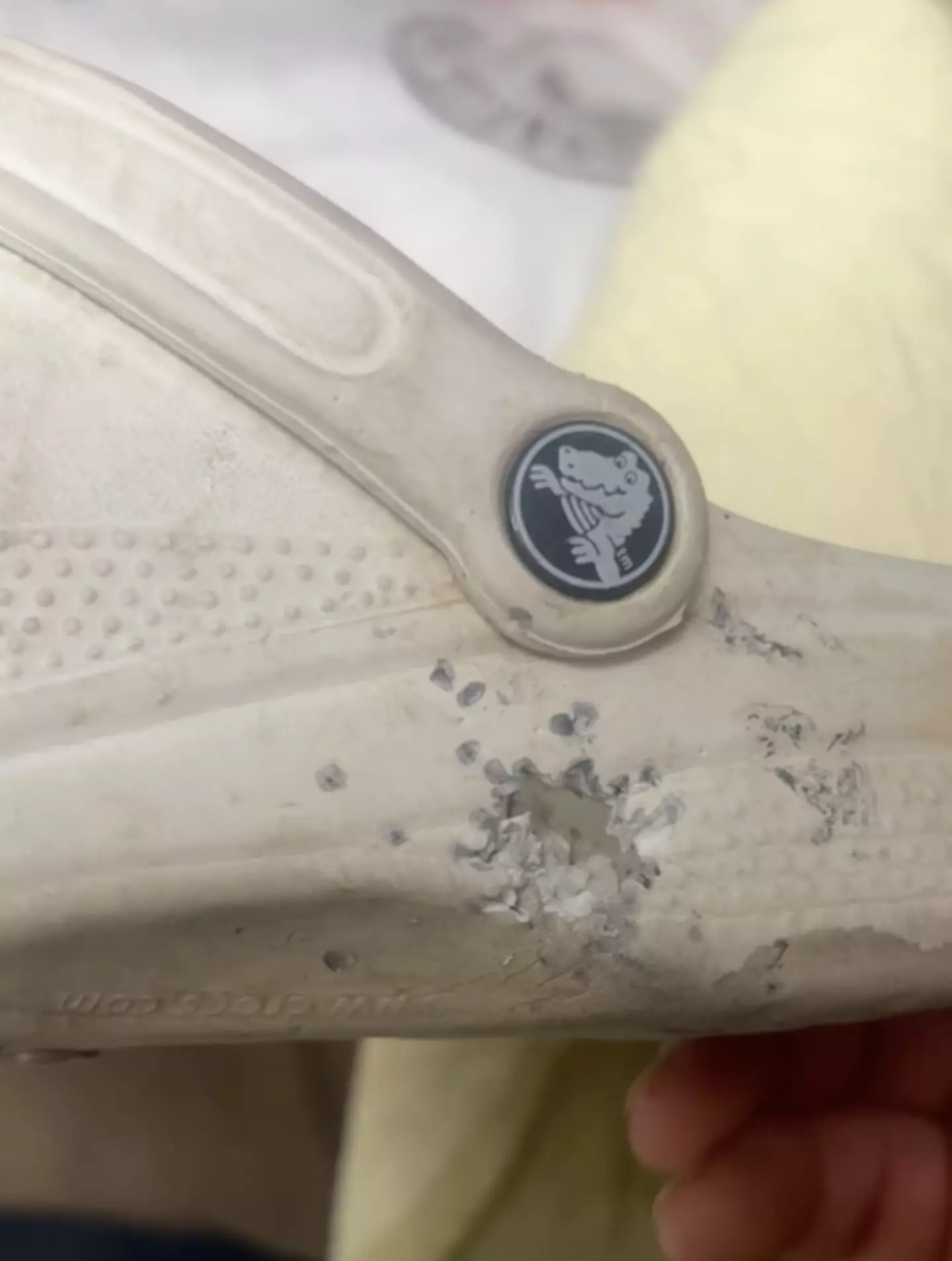 The trusty Crocs (Kennedy News and Media)