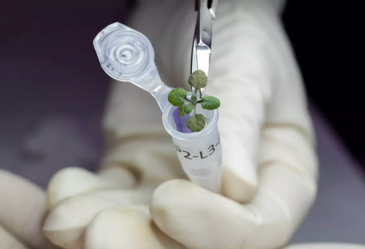 Scientists have grown plants in soil collected from the moon for the first time ever.