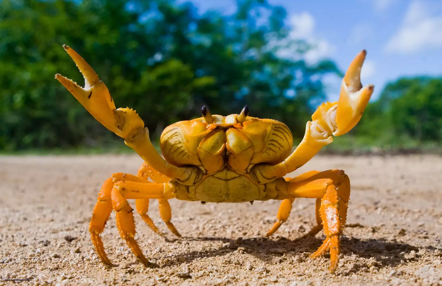 A man swallowed a live crab whole after it bit his daughter.