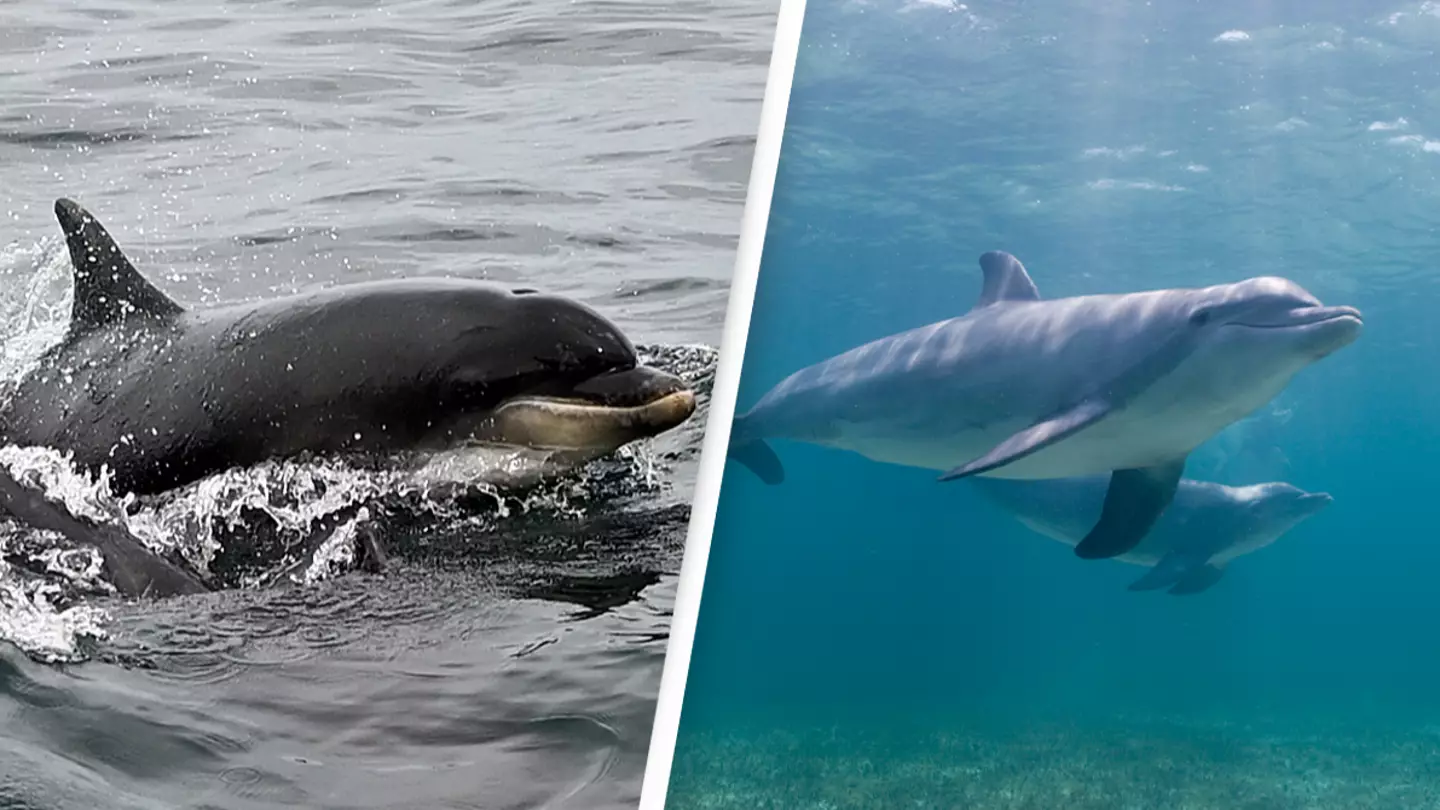 ‘Lonely’ and sexually frustrated dolphin blamed for attacks on nearly 50 people