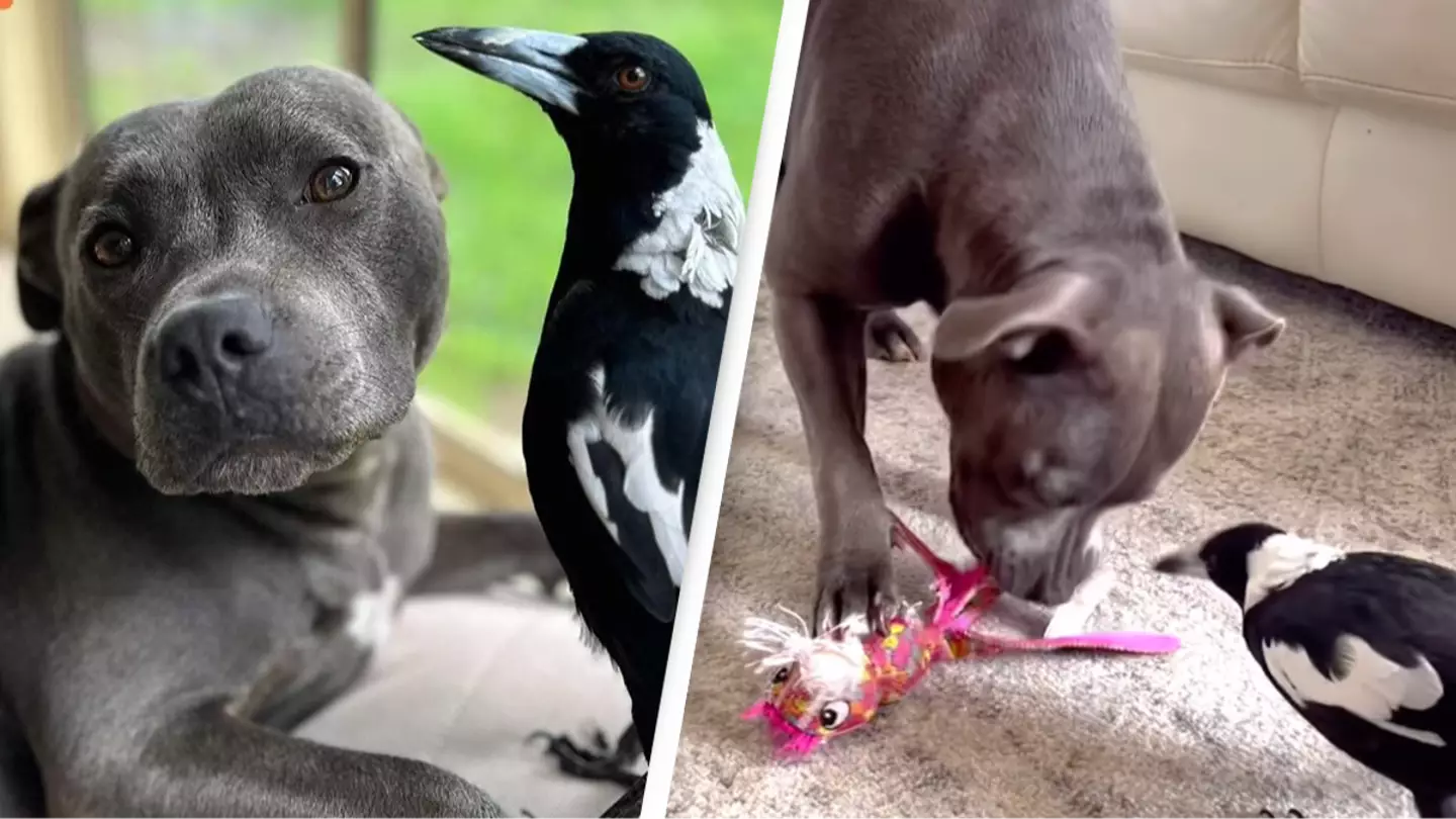 Family share heartbreaking video in bid to reunite magpie Molly with her dog best friend