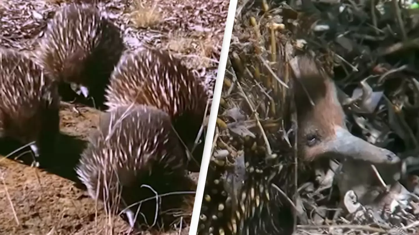 Never-heard-before sound of echidnas talking to each other has been recorded for first time