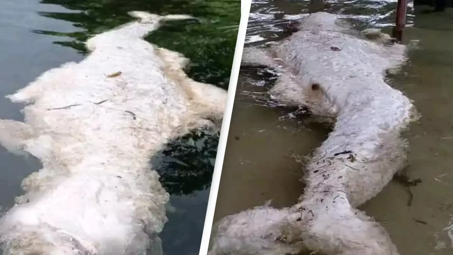 Facebook / New Irelanders Only