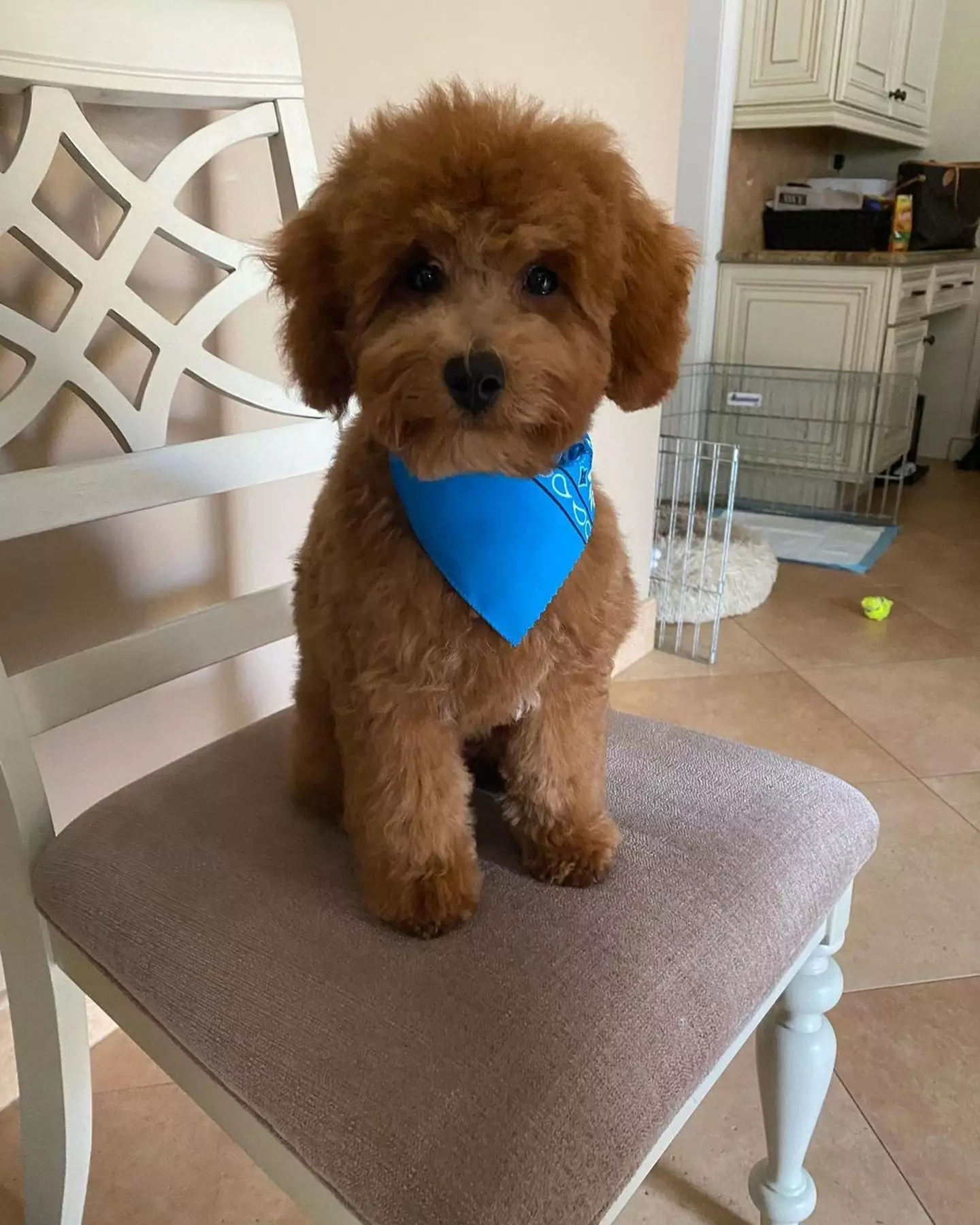 Pete Davidson shared the dog with his mum and sister.