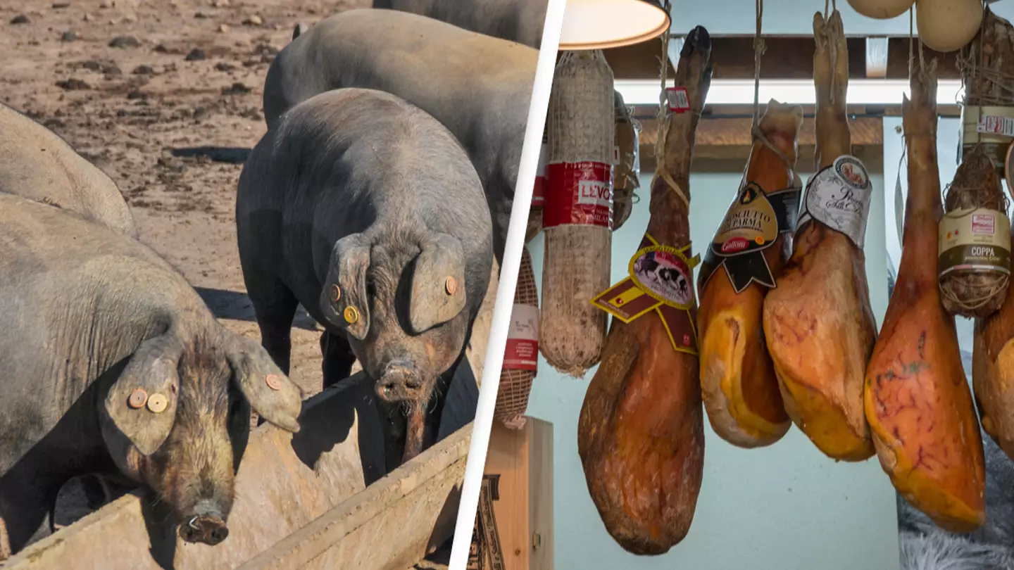 Eckhard Supp / Steve Hawkins Photography / Alamy