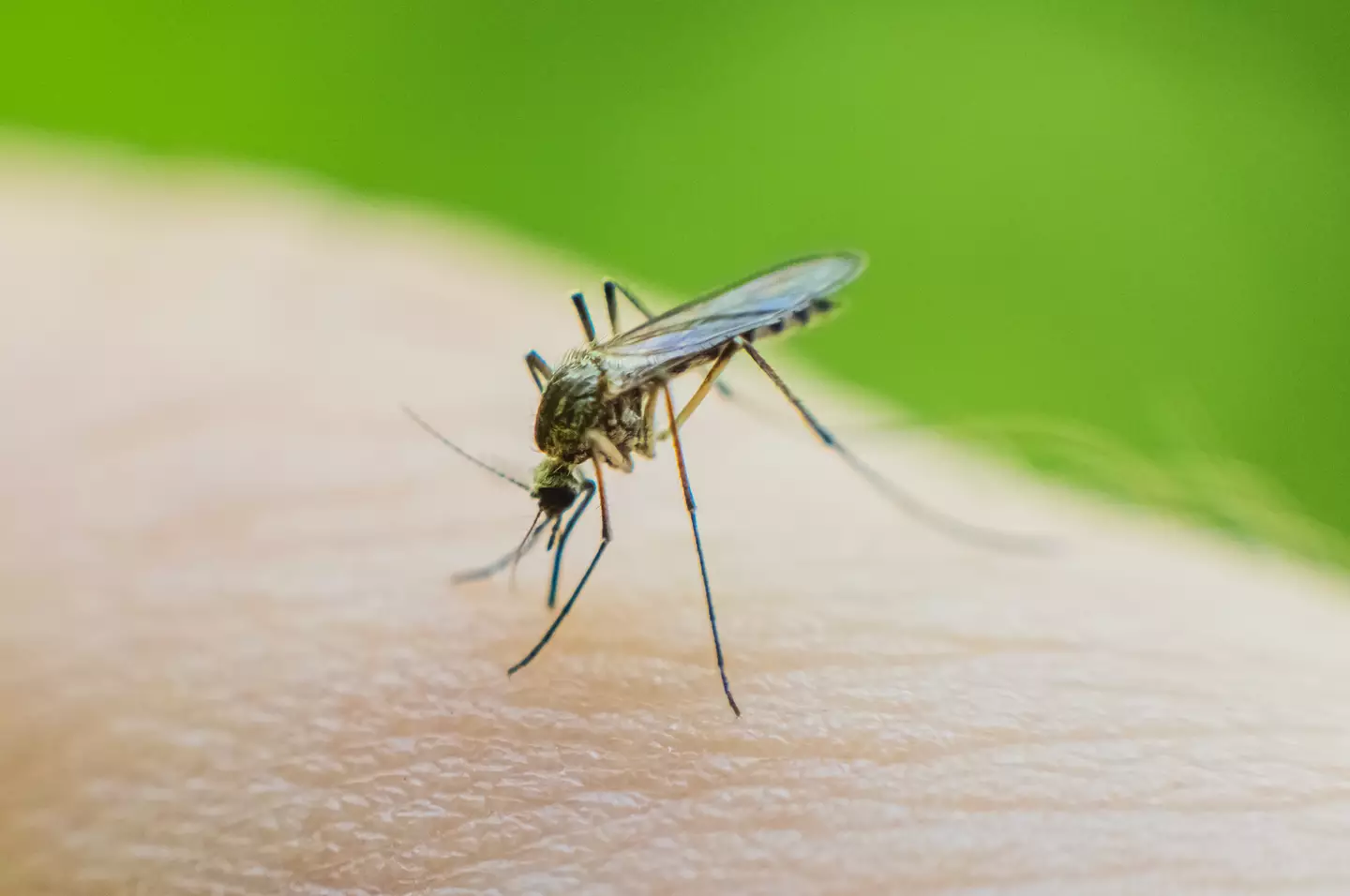 The Chikungunya virus is contracted after being bitten by an infected mosquito (Getty Stock Image)