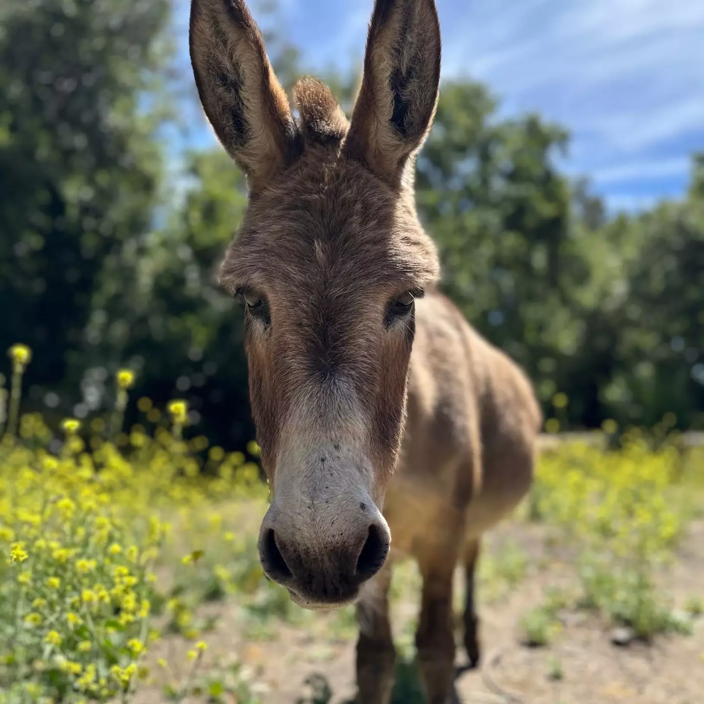 Perry is cared for by the Barron Park Donkey Project (@bpdonkeys/Instagram)