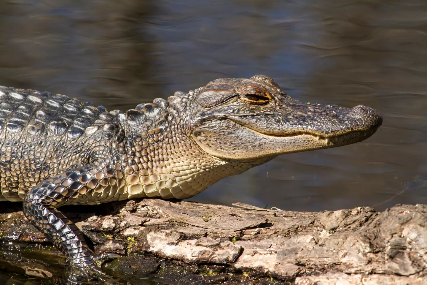 Alligator (Alamy)