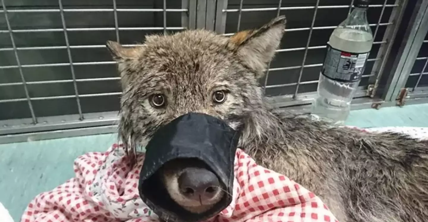 A wolf was mistaken for a dog in a Estonia rescue mission.