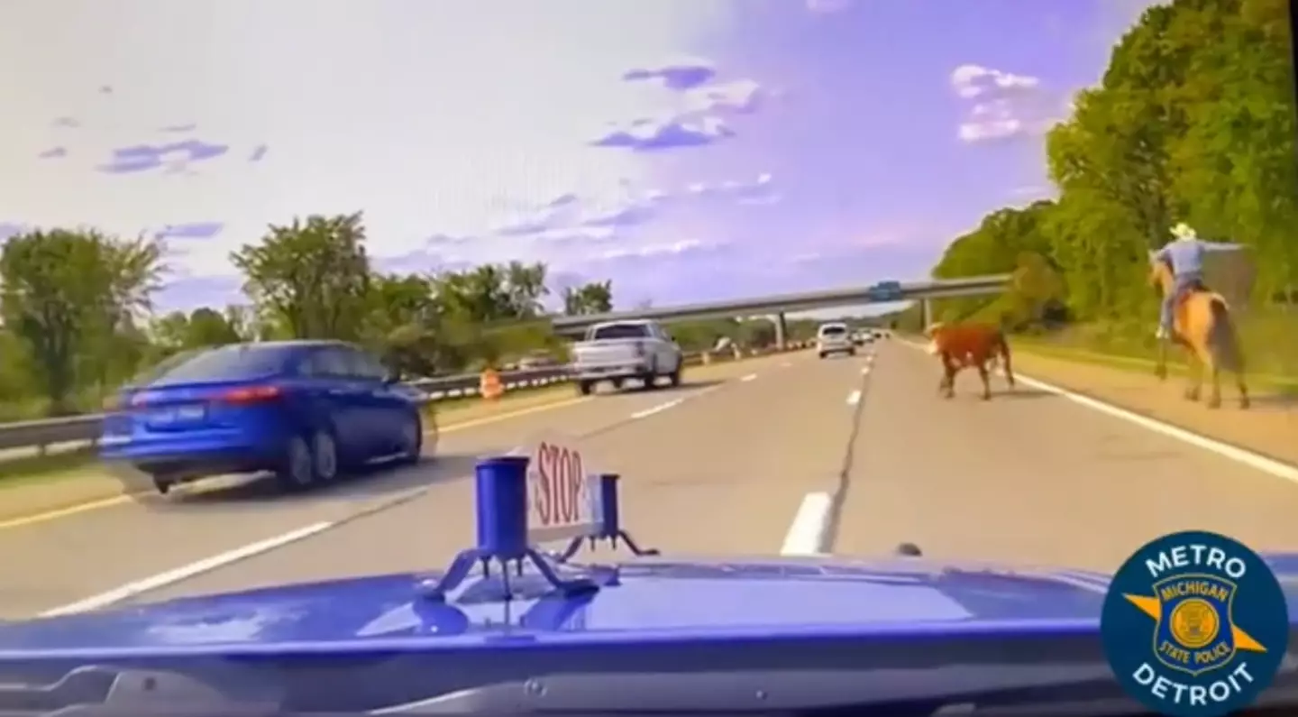The cow managed to get onto the freeway after escaping.