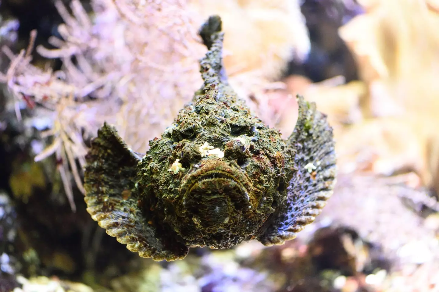Stonefish in an aquarium.
