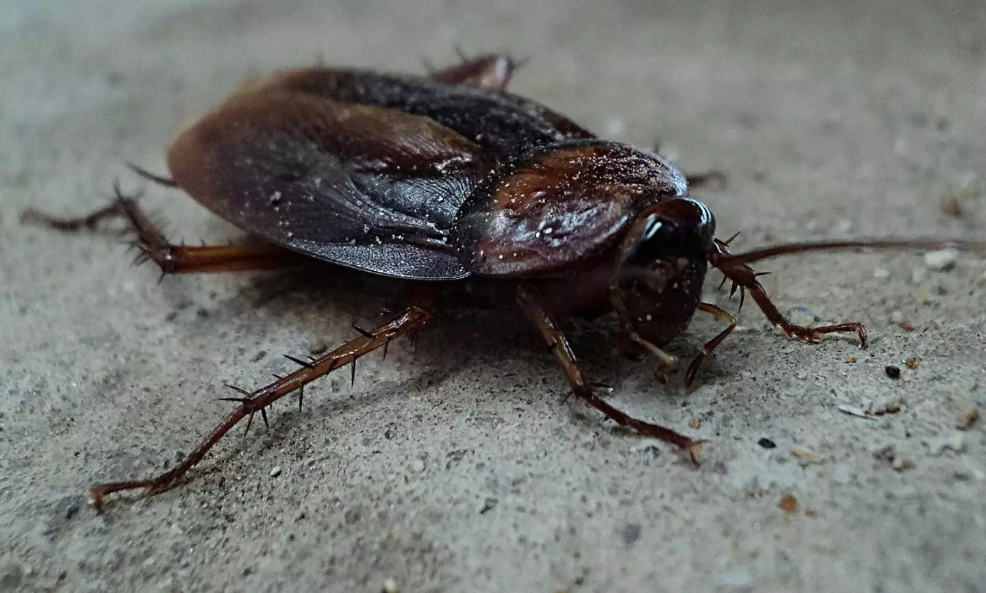 Approximately 100 cockroaches will be released into the homes.