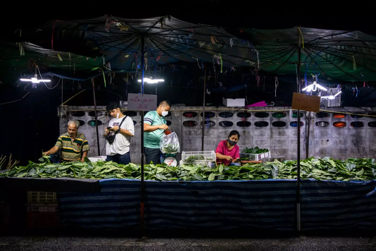The herbal extract comes from a plant grown in Southeast Asia (Lauren DeCicca/Getty Images)