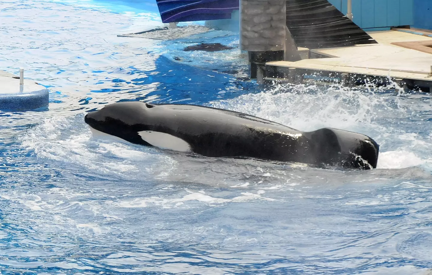 Tilikum was involved in the deaths of three people (Gerardo Mora/Getty Images)