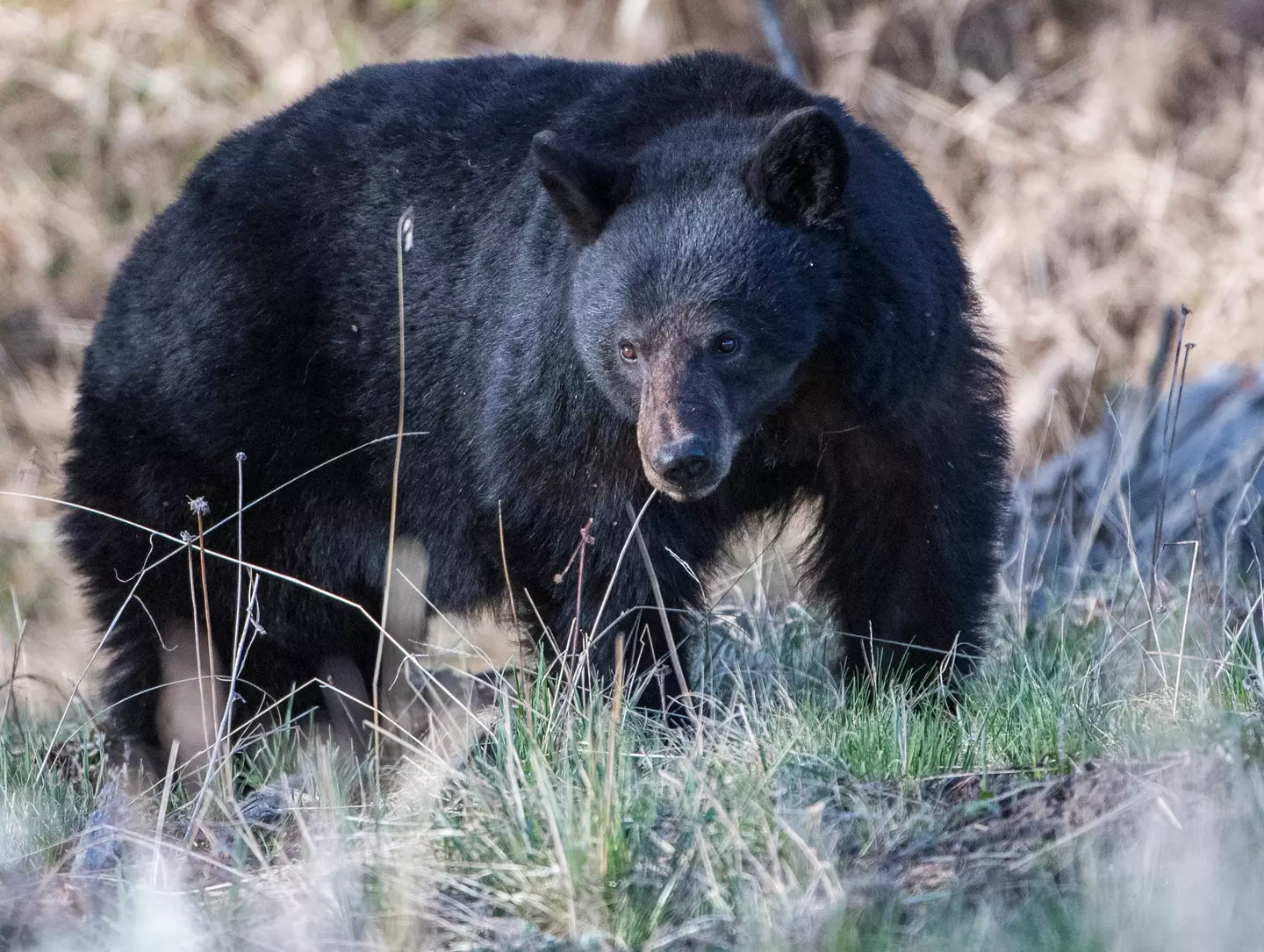 Karen was attacked by a black bear. (Jonathan Newton/Getty Images)