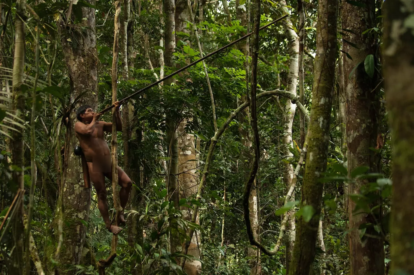 The Huaorani people are now pros at climbing trees.