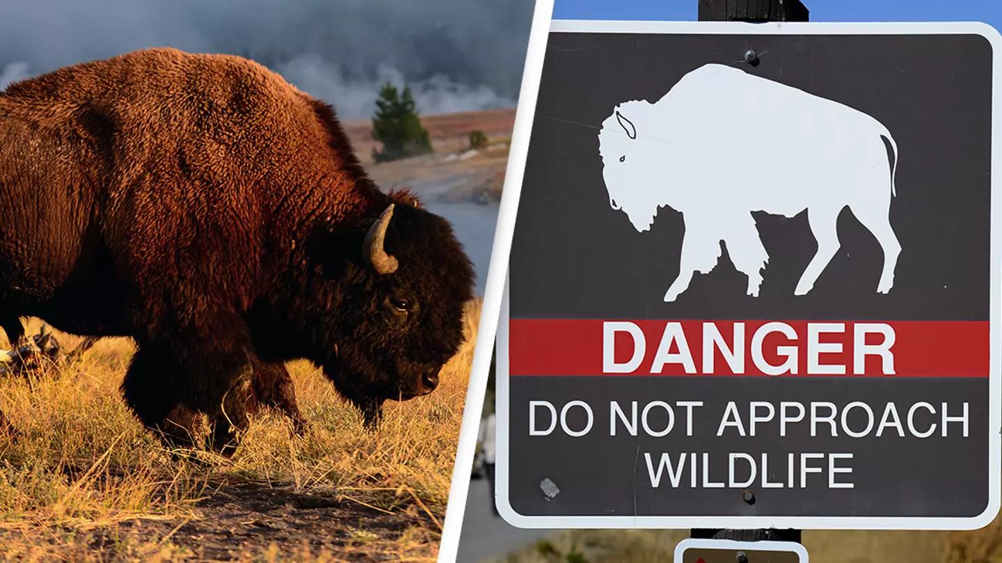 Woman gets gored by a bison at Yellowstone National Park after the animal charged at her