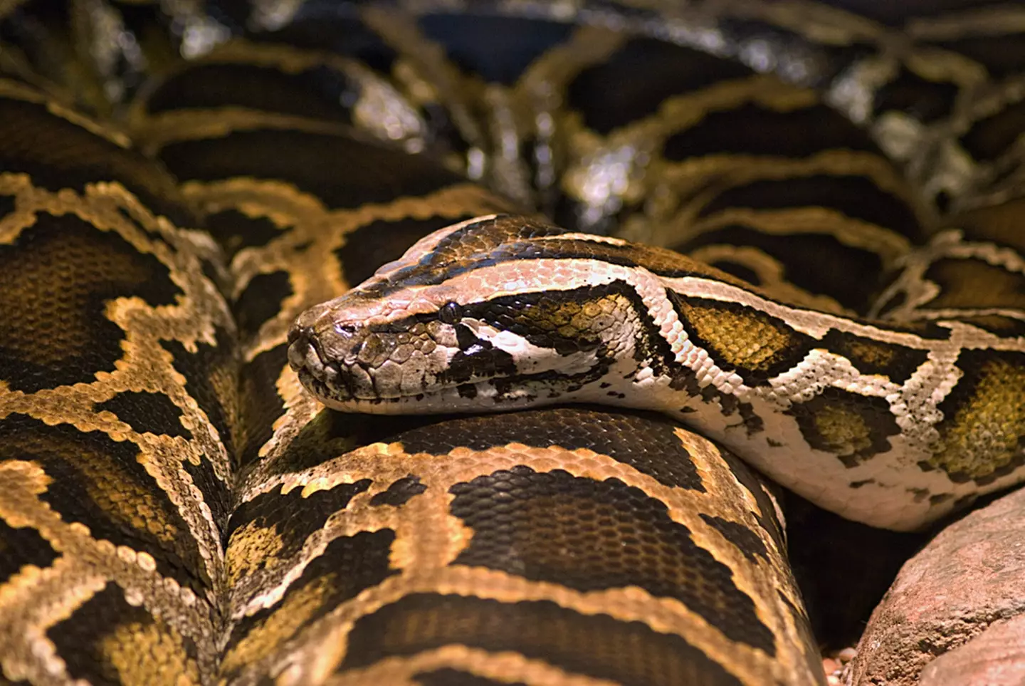 The species of rattlesnake has attacked thousands of people this year already.