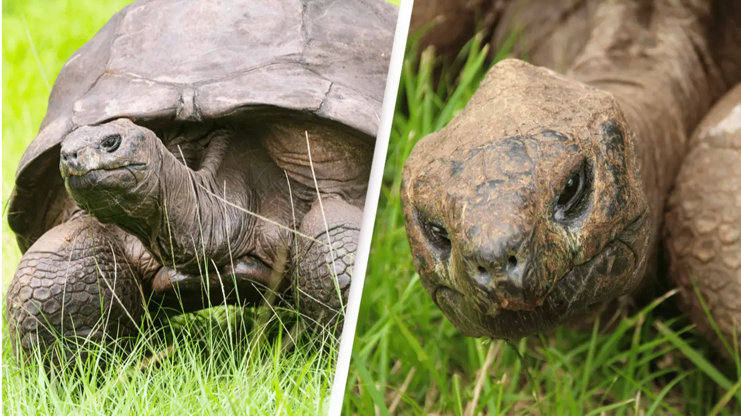 Introducing Jonathan The Worlds Oldest Animal On Land At