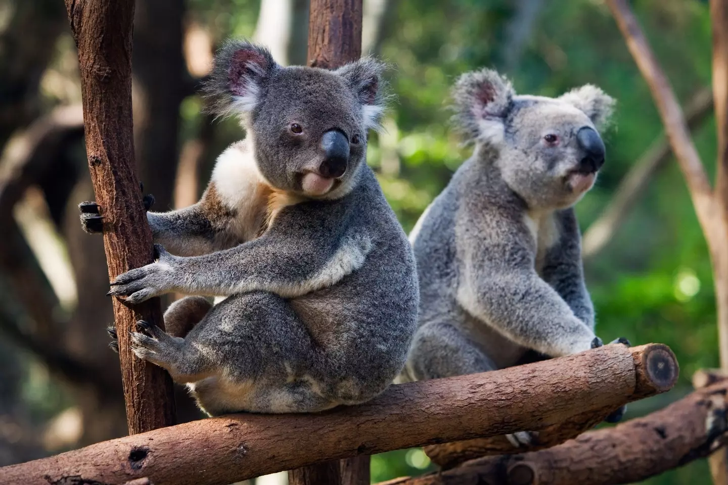 Koalas (Alamy)