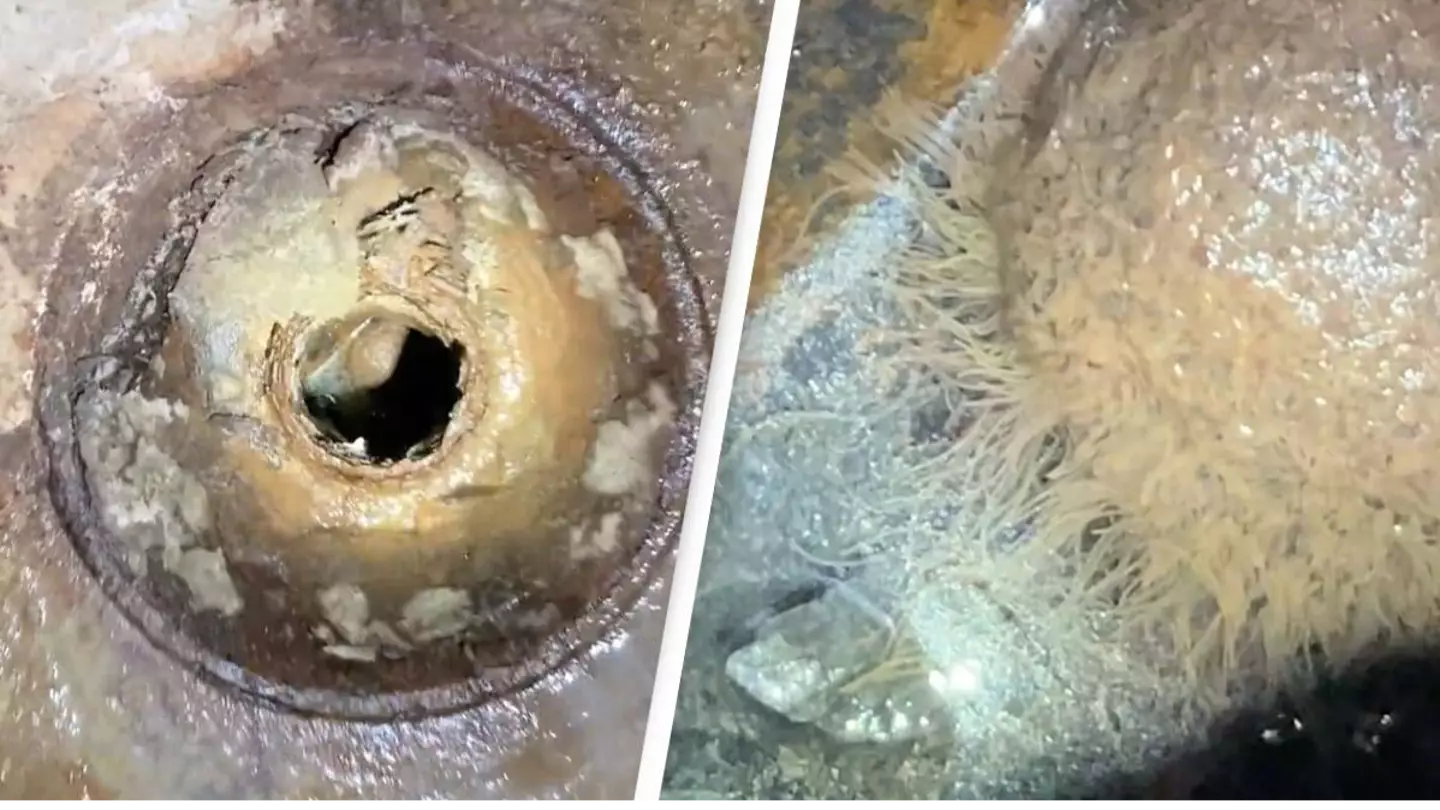 Homeowner shocked to look inside drain and find bizarre 'monster' living inside that's actually quite common